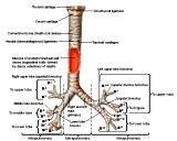 Anatomie:hart,longen,mediastinum,vagus,azygos,trachea,bronchus,vena cava,slokdarm,oesophagus,larynx,cor,diaphragma